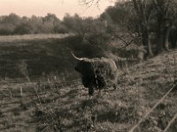 Highlander im Morgenlicht #2  Pentax Super A, SMC PENTAX-FA 1.8/77 Limited   - 03.11.2024 -