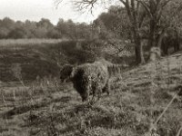 Highlander im Morgenlicht #3  Pentax Super A, SMC PENTAX-FA 1.8/77 Limited   - 03.11.2024 -