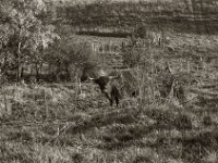 Highlander im Morgenlicht #4  Pentax Super A, SMC PENTAX-FA 1.8/77 Limited   - 03.11.2024 -