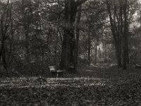 Morgensonne im Wald  Pentax Super A, SMC PENTAX-FA 1.8/77 Limited   - 03.11.2024 -
