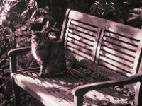Sonnenbank  Pentax Super A, SMC PENTAX-FA 1.8/77 Limited   - 03.11.2024 -