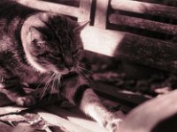 Aufstehen und Strecken  Pentax Super A, SMC PENTAX-FA 1.8/77 Limited   - 03.11.2024 -