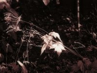 Spotlicht  Pentax Super A, SMC PENTAX-FA 1.8/77 Limited   - 03.11.2024 -
