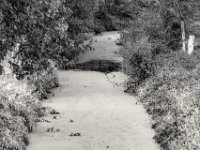 Entengrütze  PENTAX K-3 Mark III Monochrome, SMC PENTAX-FA 1.8/77 Limited   - 03.10.2024 -