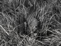 Krähentod  PENTAX K-3 Mark III Monochrome, SMC PENTAX-FA 1.8/77 Limited   - 03.10.2024 -