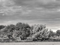 Weide im Wind  PENTAX K-3 Mark III Monochrome, SMC PENTAX-FA 1.8/77 Limited   - 03.10.2024 -