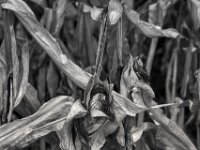 Maiskolben  PENTAX K-3 Mark III Monochrome, SMC PENTAX-FA 1.8/77 Limited   - 03.10.2024 -