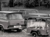 Oldtimer #1 mit Schweinen und Tiger  PENTAX K-3 Mark III Monochrome, SMC PENTAX-FA 1.8/77 Limited   - 03.10.2024 -