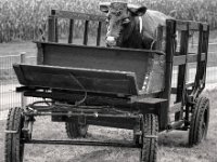 Transport  PENTAX K-3 Mark III Monochrome, SMC PENTAX-FA 1.8/77 Limited   - 03.10.2024 -