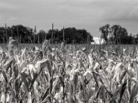 Maisfeld  PENTAX K-3 Mark III Monochrome, SMC PENTAX-FA 1.8/77 Limited   - 03.10.2024 -