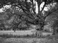 Alt und knorrig  PENTAX K-3 Mark III Monochrome, SMC PENTAX-FA 1.8/77 Limited   - 03.10.2024 -
