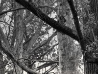 Leben und Tod  PENTAX K-3 Mark III Monochrome, SMC PENTAX-FA 1.8/77 Limited   - 03.10.2024 -
