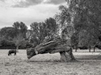 Geknickt  PENTAX K-3 Mark III Monochrome, SMC PENTAX-FA 1.8/77 Limited   - 03.10.2024 -