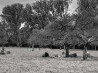 Entspannung  PENTAX K-3 Mark III Monochrome, SMC PENTAX-FA 1.8/77 Limited   - 03.10.2024 -