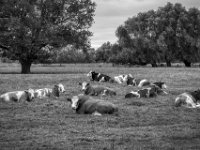 Hallo Mädels  PENTAX K-3 Mark III Monochrome, SMC PENTAX-FA 1.8/77 Limited   - 03.10.2024 -
