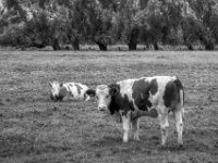 Beobachter  PENTAX K-3 Mark III Monochrome, SMC PENTAX-FA 1.8/77 Limited   - 03.10.2024 -