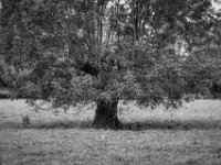 Weidenbaum  PENTAX K-3 Mark III Monochrome, SMC PENTAX-FA 1.8/77 Limited   - 03.10.2024 -