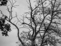 Ästhetik des Sterbens  PENTAX K-3 Mark III Monochrome, SMC PENTAX-FA 1.8/77 Limited   - 03.10.2024 -