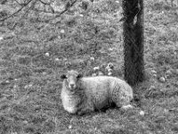 Unterm Apfelbaum  PENTAX K-3 Mark III Monochrome, SMC PENTAX-FA 1.8/77 Limited   - 03.10.2024 -