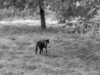 Schwarzes Schaf mit hellen Flecken  PENTAX K-3 Mark III Monochrome, SMC PENTAX-FA 1.8/77 Limited   - 03.10.2024 -