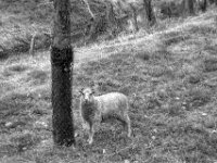 Neugier  PENTAX K-3 Mark III Monochrome, SMC PENTAX-FA 1.8/77 Limited   - 03.10.2024 -