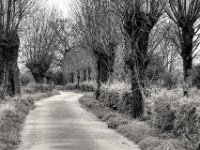Kopfweiden  PENTAX K-3 Mark III Monochrome , HD PENTAX - DA* 2.8/ 11-18 ED DC AW   - 05.04.2024 -