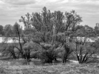 Baumgruppe im Wasser  PENTAX K-3 Mark III Monochrome , HD PENTAX - DA* 2.8/ 11-18 ED DC AW   - 05.04.2024 -