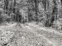 In den Wald hinein  PENTAX K-3 Mark III Monochrome , HD PENTAX - DA* 2.8/ 11-18 ED DC AW   - 05.04.2024 -