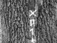 Wegweiser für Eingeweihte  PENTAX K-3 Mark III Monochrome , HD PENTAX - DA* 2.8/ 11-18 ED DC AW   - 05.04.2024 -