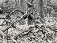 Skulptur  PENTAX K-3 Mark III Monochrome , HD PENTAX - DA* 2.8/ 11-18 ED DC AW   - 05.04.2024 -