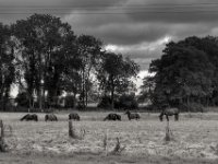 Pferdeweide  PENTAX K-3 Mark III Monochrome, HD PENTAX - D FA* 1.4/50 SDM AW  - 05.07.2024 -