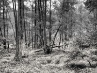 Niederung in der Hees  PENTAX K-3 Mark III Monochrome, HD PENTAX - D FA* 1.4/50 SDM AW  - 05.07.2024 -