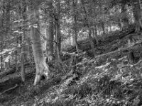 Hanglage  PENTAX K-3 Mark III Monochrome, HD PENTAX - D FA* 1.4/50 SDM AW  - 05.07.2024 -