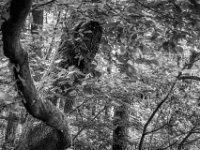 Kakaotüte auf dem Baum  PENTAX K-3 Mark III Monochrome, HD PENTAX - D FA* 1.4/50 SDM AW  - 05.07.2024 -