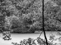 Kleine Insel im stillen Wasser  PENTAX K-3 Mark III Monochrome, HD PENTAX - D FA* 1.4/50 SDM AW  - 05.07.2024 -