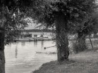 Kopfweiden am See  PENTAX K-3 Mark III Monochrome, HD PENTAX - D FA* 1.4/50 SDM AW  - 05.07.2024 -