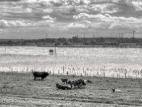 Herde am Rhein  PENTAX K-3 Mark III Monochrome, HD PENTAX - D FA* 1.4/50 SDM AW- 04.06.2024 -