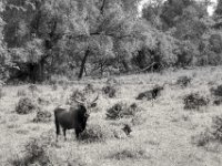 Heckrinder am Auenwald  PENTAX K-3 Mark III Monochrome, HD PENTAX - D FA* 1.4/50 SDM AW- 04.06.2024 -