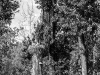 Storchennachwuchs  PENTAX K-3 Mark III Monochrome, HD PENTAX - D FA* 1.4/50 SDM AW- 04.06.2024 -