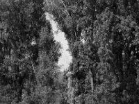 Storchennest  PENTAX K-3 Mark III Monochrome, HD PENTAX - D FA* 1.4/50 SDM AW- 04.06.2024 -