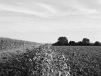 Sonnenblumen  Fuji GS645S professional, wide 60, Kodak Tri-X 400   - 06.10.2024 -
