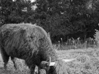 Highlander  Fuji GS645S professional, wide 60, Kodak Tri-X 400   - 06.10.2024 -