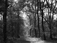 Waldweg im Morgenlicht  Fuji GS645S professional, wide 60, Kodak Tri-X 400   - 06.10.2024 -