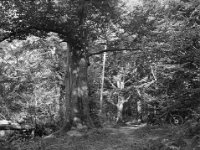 Stop an der alten Buche  Fuji GS645S professional, wide 60, Kodak Tri-X 400   - 06.10.2024 -