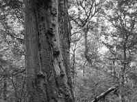 Die alte Buche stirbt  Fuji GS645S professional, wide 60, Kodak Tri-X 400   - 06.10.2024 -