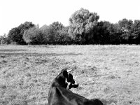 Eine Schönheit auf der Weide  Fuji GS645S professional, wide 60, Kodak Tri-X 400   - 06.10.2024 -