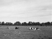Kleine Herde  Fuji GS645S professional, wide 60, Kodak Tri-X 400   - 06.10.2024 -
