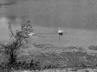 Schwanenpaar #1  Fuji GS645S professional, wide 60, Kodak Tri-X 400   - 06.10.2024 -