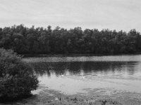 Schwanenpaar #3  Fuji GS645S professional, wide 60, Kodak Tri-X 400   - 06.10.2024 -