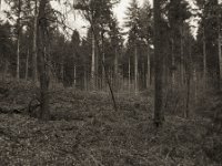 In der Hees  Pentax 67II, SMC Takumar 4.5/75, Bergger Pancro 400  - 07.01.2024 -